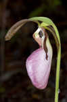 Pink lady's slipper <BR>Moccasin flower